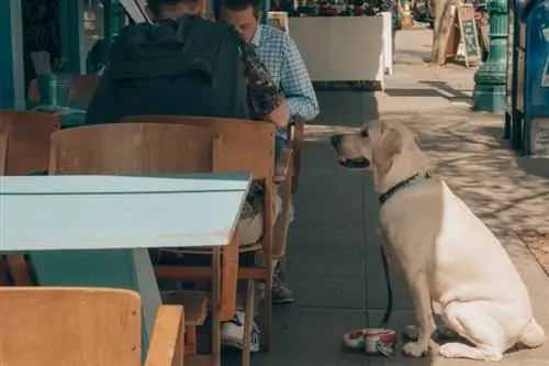 Hoe om jou hond op te lei om by restaurante op te tree: 4 maklike stappe