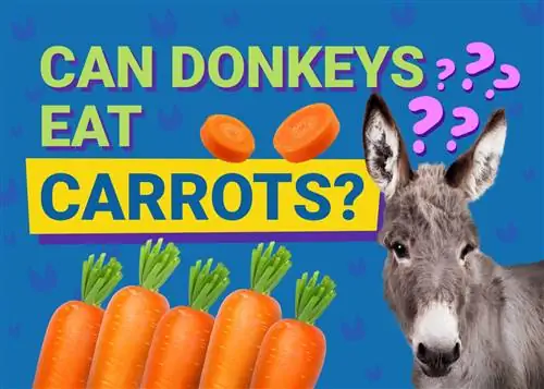 Czy osły mogą jeść marchewki? Korzyści, Dieta & Często zadawane pytania