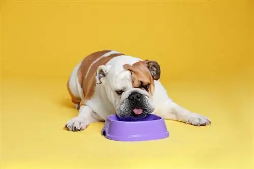 10 mejores alimentos para perros para bulldogs ingleses en 2023 – Reseñas & Las mejores selecciones