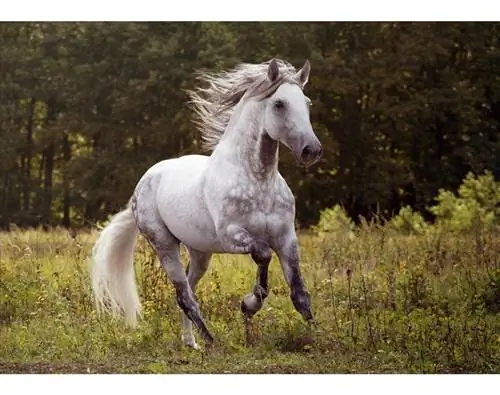 12 razas de caballos grises (con imágenes, historia, rasgos & ¡Más!)