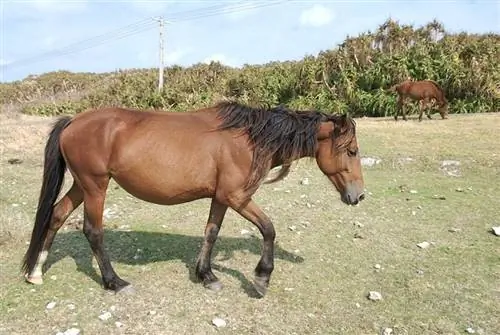 13 raças de cavalos asiáticos & Fatos interessantes (com fotos)