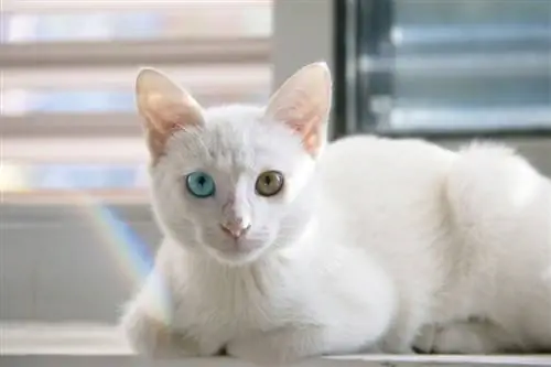 Zakaj imajo nekatere mačke dve različni barvi oči? Fascinantna dejstva