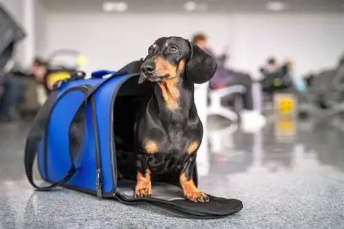 10 geriausių šunų vežėjų lėktuvams 2023 m. – Atsiliepimai & Populiariausi pasirinkimai