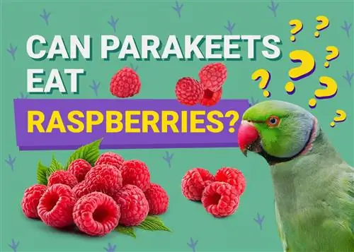 Je, Parakeets Wanaweza Kula Raspberries? Unachohitaji Kujua