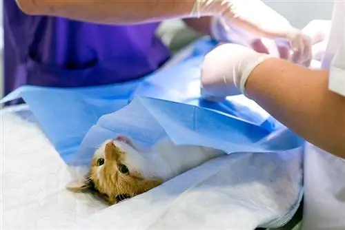 Ինչպես պատրաստել կատուն վիրահատության. մեր անասնաբույժը բացատրում է այդ ամենը