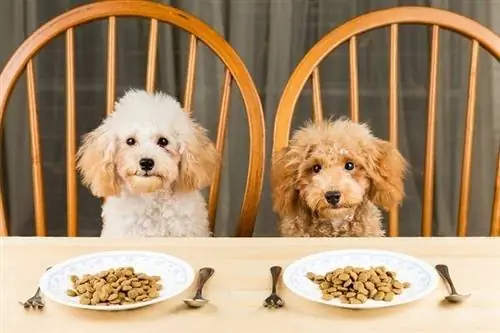 11 Makanan Anjing Terbaik untuk Goldendoodles pada 2023 – Ulasan & Pilihan Teratas