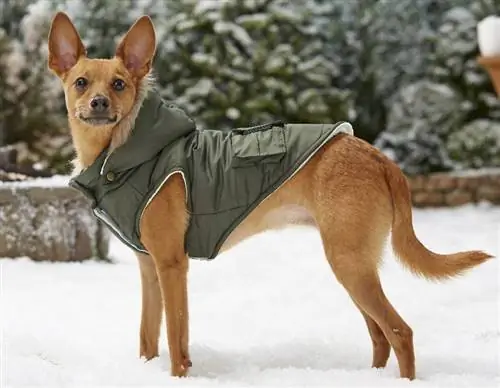 10 najlepszych zimowych kurtek dla psów w 2023 r. - recenzje & najczęściej wybierane