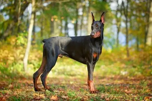 Je, Doberman Anafaa Pamoja na Mbwa Wengine? Vidokezo vya Maswali Yanayoulizwa Mara kwa Mara & kwa Mafanikio