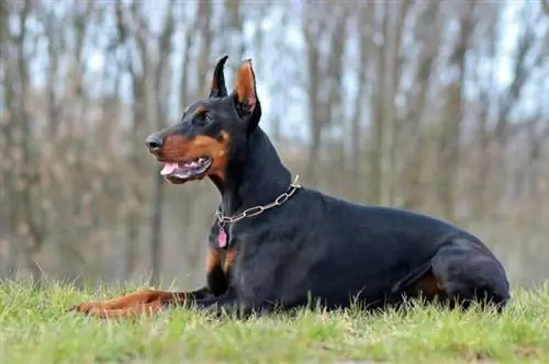 Quanto custa um Doberman em 2023? Guia de preço