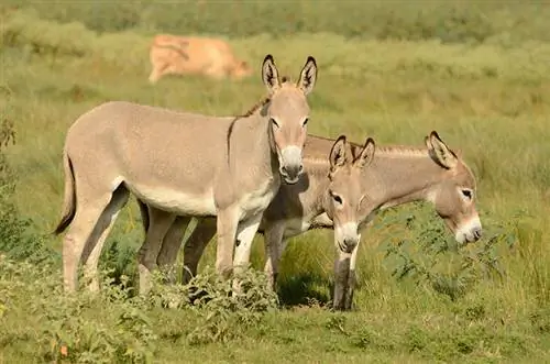 Abyssinian Donkey: Facts, Uses, Origins & Χαρακτηριστικά (Με εικόνες)