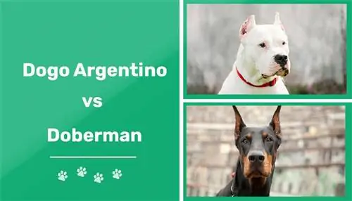 Dogo Argentino prieš Dobermaną: skirtumai (su nuotraukomis)