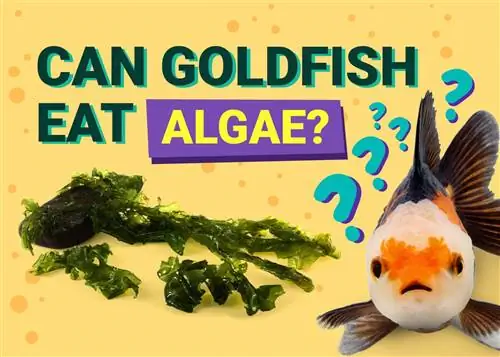 האם דג זהב יכול לאכול אצות? עובדות תזונתיות שנבדקו על ידי וטרינר & שאלות נפוצות