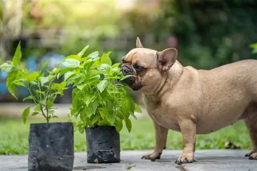 Urter som hunder kan spise: 9 veterinærgodkjente typer (med bilder)