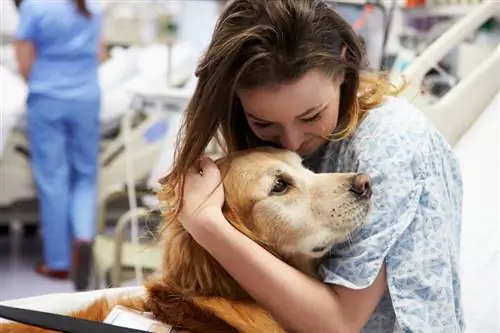 Mental & Fysiske helsefordeler med terapihunder: 10 fakta & vanlige spørsmål
