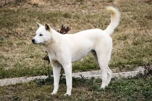 Koliko dugo živi Jindo pas? Prosječni životni vijek & Savjeti za njegu
