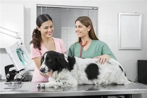 9. A kutya ivartalanításának vagy ivartalanításának előnyei: Állatorvos által felülvizsgált tények & GYIK