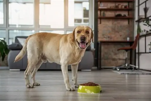 11 mejores alimentos para perros para laboratorios en 2023 - Reseñas & Mejores selecciones