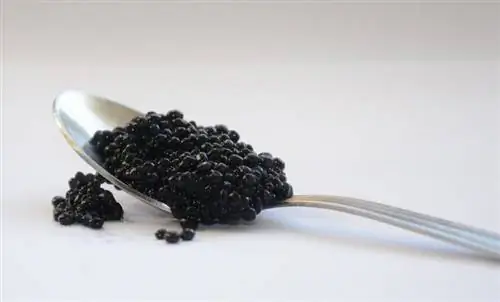 Cov dev tuaj yeem noj Caviar? Vet-Reviewed Facts & FAQ