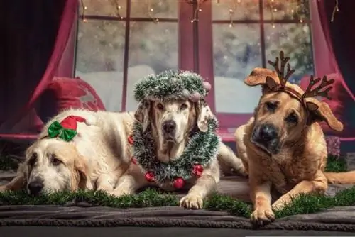 45 Dog Puns Christmas เพื่อฉลองวันหอน