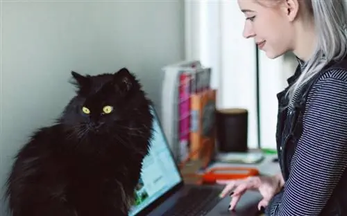 So unterh alten Sie Ihre Katze bei der Arbeit von zu Hause aus: 10 Möglichkeiten (mit Bildern)