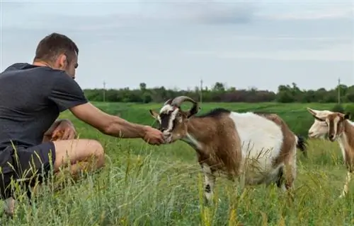 10 erstaunliche Vorteile der Ziegenh altung & Häufige Rassen (mit Bildern)