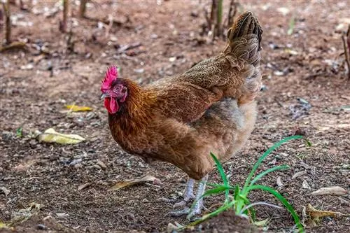 10 voordelen van het fokken van kippen in de achtertuin die u moet kennen