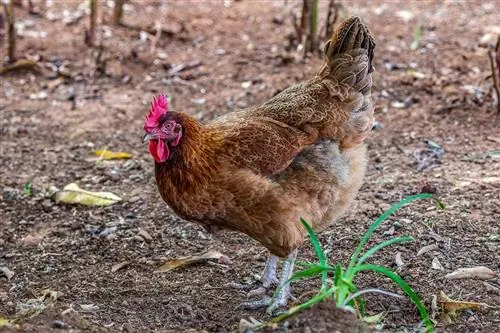 10 Faedah Menternak Ayam Belakang Rumah Yang Perlu Anda Tahu