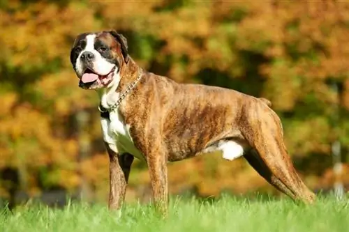 Os cães Boxer são bons cães de serviço? Diferenças, Fatos & FAQs