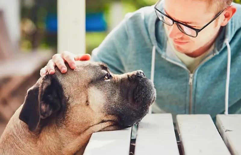 Kan honde harsingskudding kry? Veearts-hersiene oorsake & Tekens
