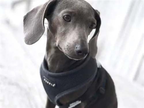 Blue Dachshund: ข้อเท็จจริง แหล่งกำเนิด & ประวัติศาสตร์ (พร้อมรูปภาพ)