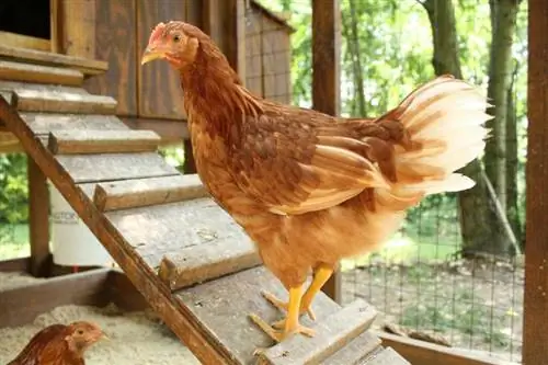 10 DIY Backyard Chicken Enrichment Plans that you can make today (nrog duab)