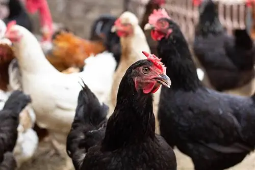 Ali lahko gojite piščance v zaprtih prostorih? Razlogi, dejstva & Pogosta vprašanja