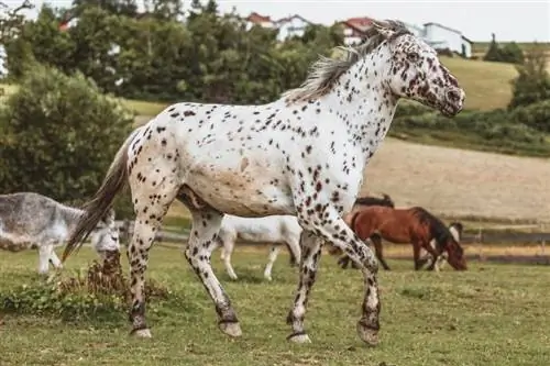 Knabstrupper Horse: informacija, nuotraukos, temperamentas & bruožai