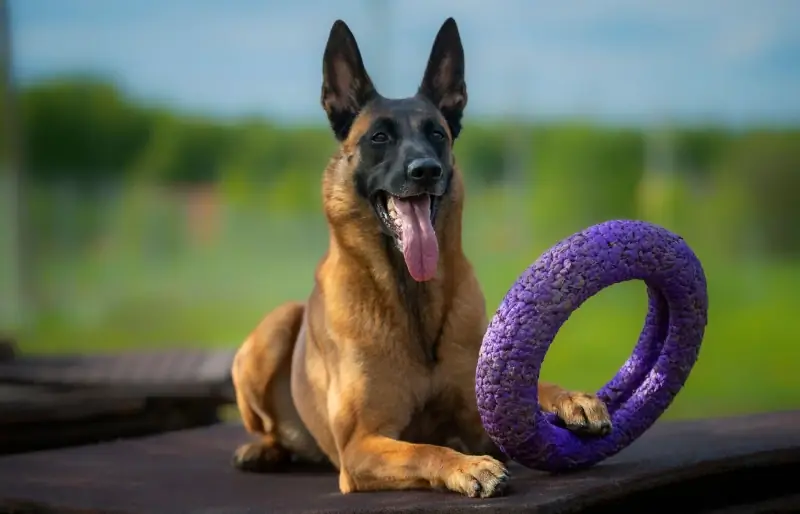 Como lavar brinquedos para cães com segurança: guia passo a passo