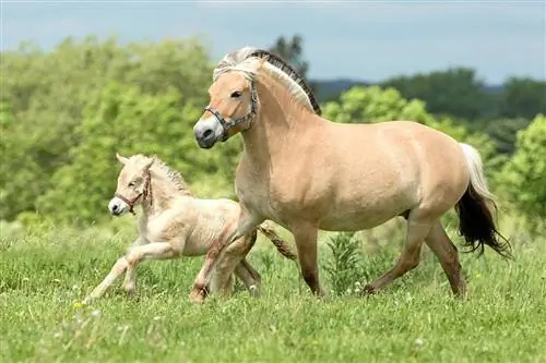 Fjord Horse: Məlumat, Şəkillər, Temperament & Xüsusiyyətlər