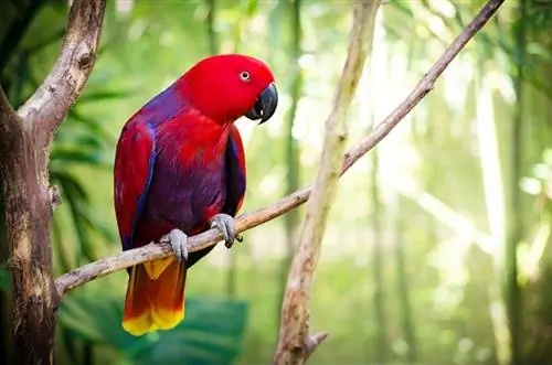 11 papegøjemyter & Misforståelser, du bør kende til