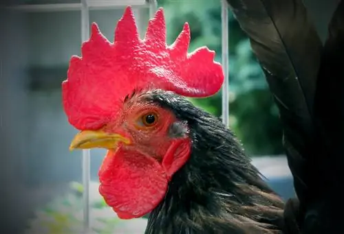 Serama Chicken: сүрөттөр, порода жөнүндө маалымат, сапаттар & Care Guide