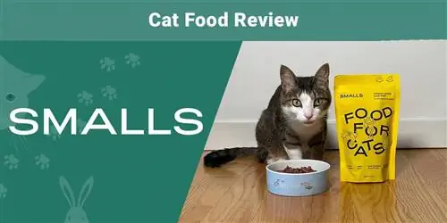 بررسی غذای گربه کوچک 2023: مزایا، معایب & حکم