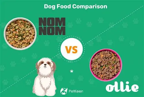 Nom Nom versus Ollie hondenvoer: onze diepgaande vergelijking uit 2023