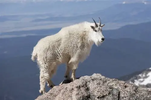 Kako gorske koze ne padejo? (Pojasnilo & Dejstva)