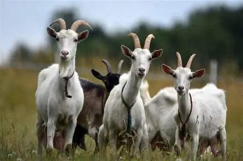 Ali imajo koze rogove? Postavitev dejstev