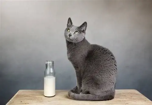 Els gats poden beure llet d'ametlla? Pros, contres, fets, & FAQ