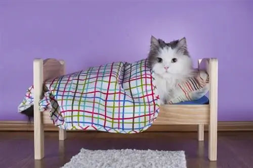 Ako prinútiť mačku, aby používala posteľ: 5 osvedčených metód