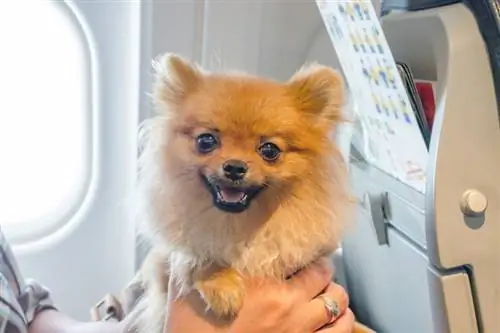هل يمكنك شراء مقعد لكلبك على متن طائرة؟ نظرة عامة على عام 2023