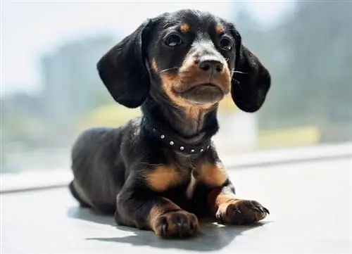 Çay Fincanı Dachshund: Gerçekler, Kökeni & Tarih (Resimlerle)