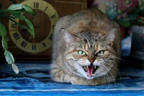 La rage chez les chats : symptômes examinés par un vétérinaire, causes & Guide d'entretien