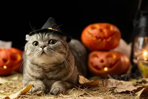 11 úžasných DIY halloweenských kostýmů pro kočky, které si můžete vyrobit dnes (s obrázky)