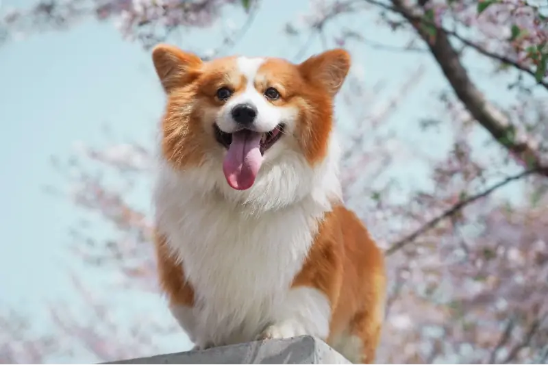 Langhaariger (flauschiger) Corgi: Fakten, Herkunft, Geschichte & Bilder