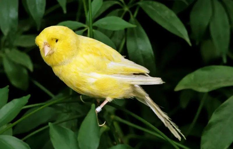 Norwich Canary Bird: Bilder, Persönlichkeit, Essen & Pflegeratgeber