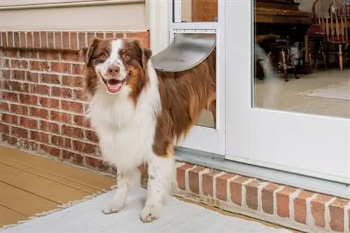 7 geriausios šunų durys 2023 m. – Atsiliepimai & Geriausias pasirinkimas